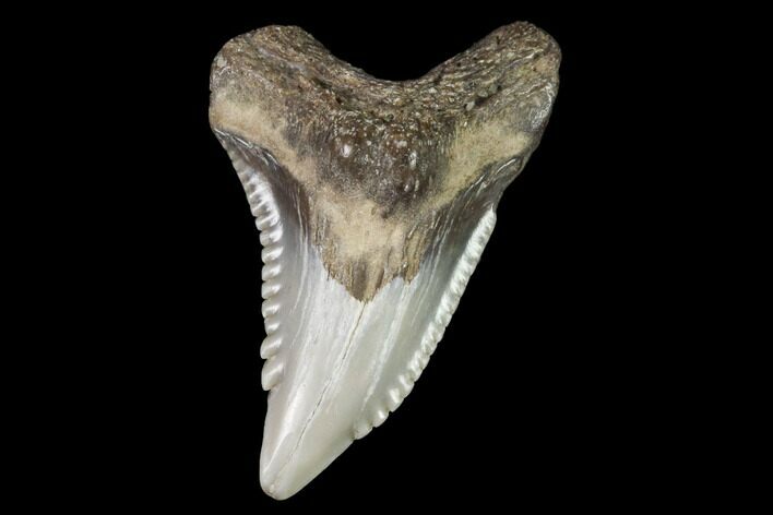 Hemipristis Shark Tooth Fossil - Virginia #96713